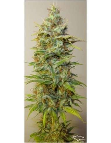 DUTCH PASSION - Strawberry Cough - 1