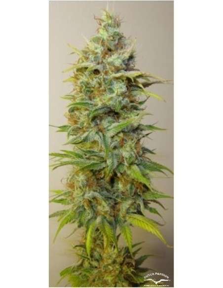DUTCH PASSION - Strawberry Cough - 1
