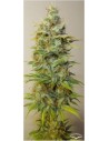 DUTCH PASSION - Strawberry Cough - 1
