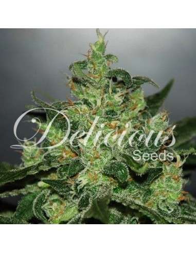 DELICOUS SEEDS - Critical Jack Herer Auto - 1