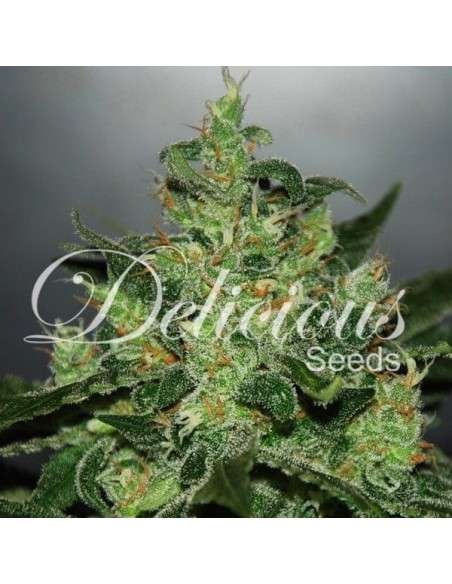 DELICOUS SEEDS - Critical Jack Herer Auto - 1
