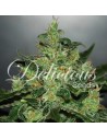 DELICOUS SEEDS - Critical Jack Herer Auto - 1