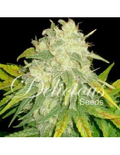 DELICOUS SEEDS - Il Diavolo - 1