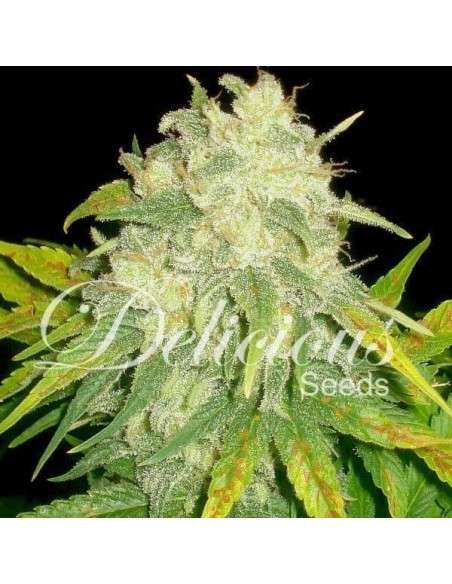 DELICOUS SEEDS - Il Diavolo - 1