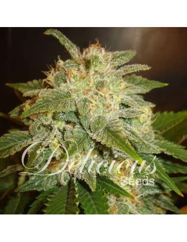 DELICOUS SEEDS - La Bella Afrodita - 1