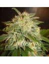 DELICOUS SEEDS - La Bella Afrodita - 1