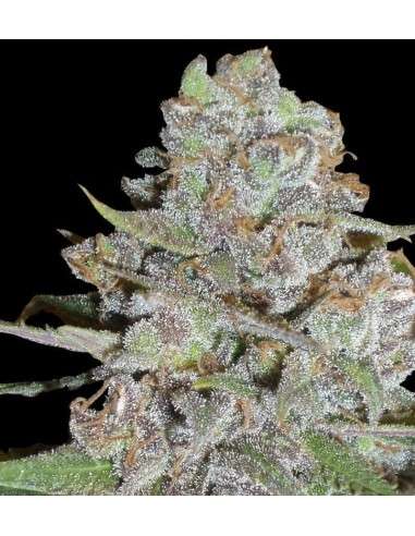 DELICOUS SEEDS - La Diva - 1