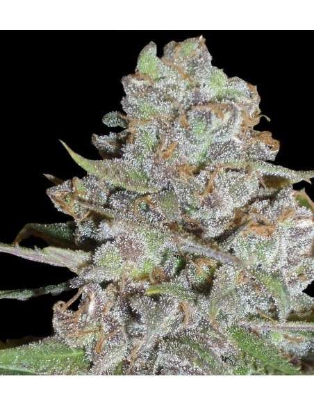 DELICOUS SEEDS - La Diva - 1