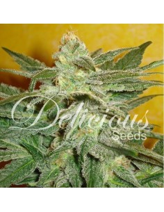 DELICOUS SEEDS - La Fruta Di Venus - 1
