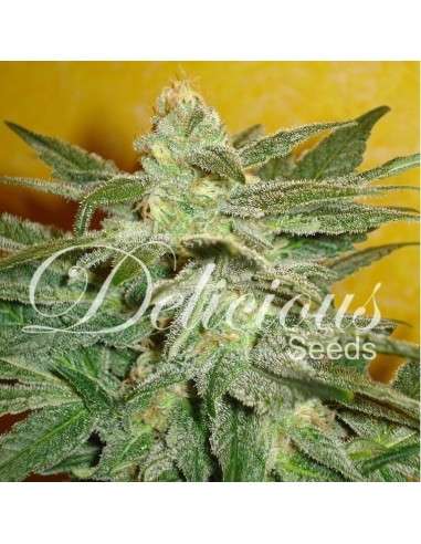 DELICOUS SEEDS - La Fruta Di Venus - 1