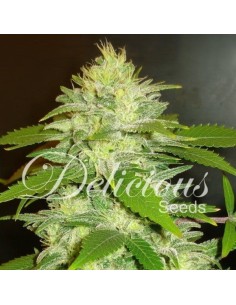 DELICOUS SEEDS - La Musa - 1