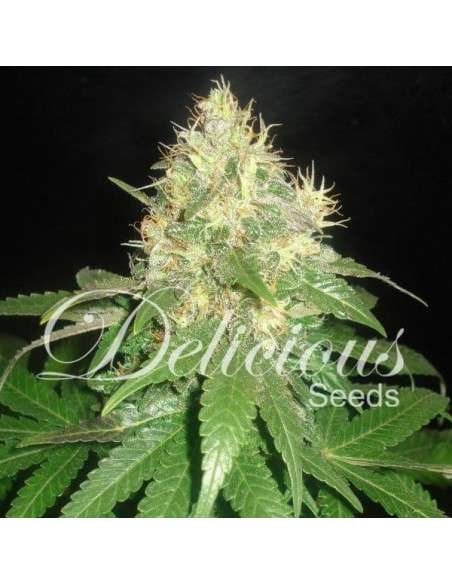 DELICOUS SEEDS - Northern Light Blue Auto - 1