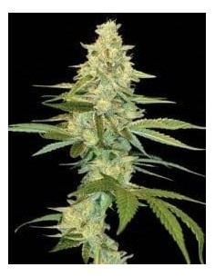 DNA GENETICS - Cannalope Kush - 1