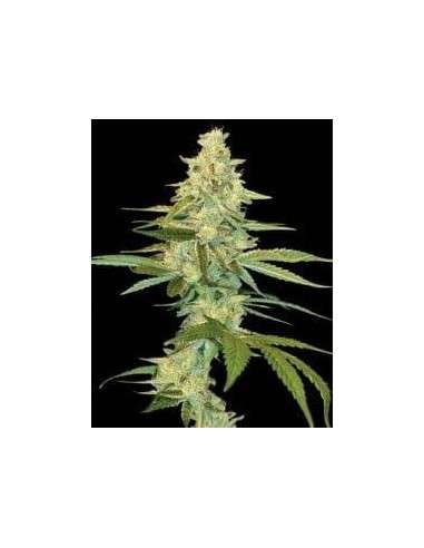 DNA GENETICS - Cannalope Kush - 1