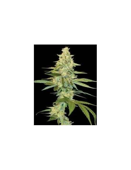 DNA GENETICS - Cannalope Kush - 1