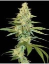 DNA GENETICS - Cannalope Kush - 1