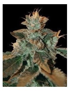 DNA GENETICS - Cataract Kush - 1