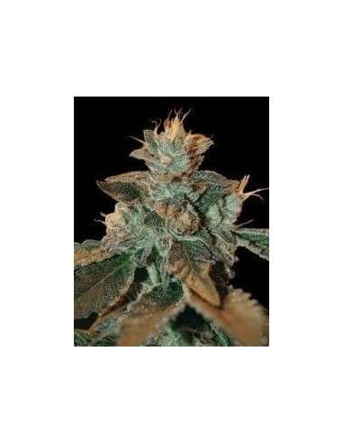DNA GENETICS - Cataract Kush - 1