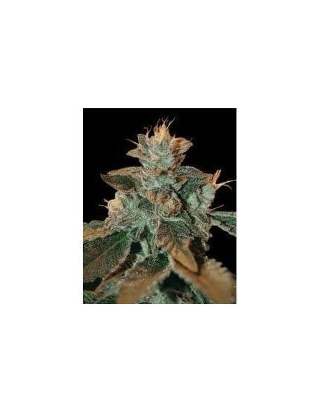 DNA GENETICS - Cataract Kush - 1