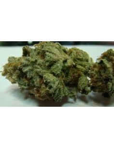 DUTCH PASSION - Strawberry Cough - 1 2