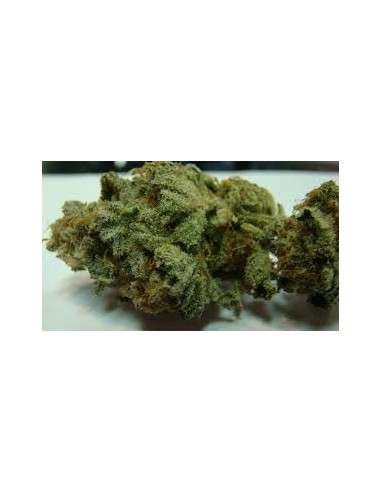 DUTCH PASSION - Strawberry Cough - 2