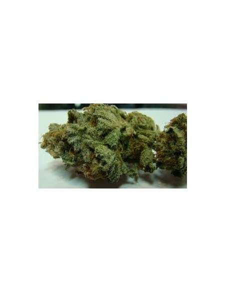 DUTCH PASSION - Strawberry Cough - 2