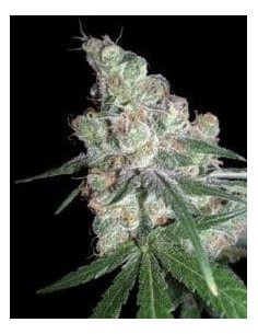 DNA GENETICS - Chocolope - 1