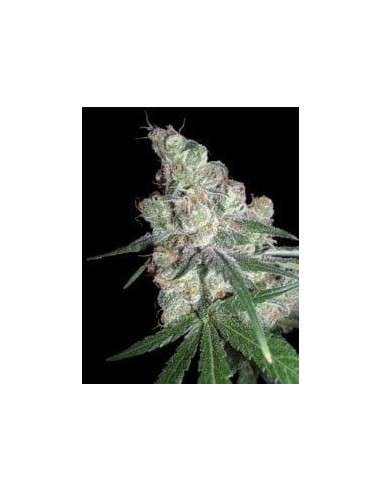 DNA GENETICS - Chocolope - 1