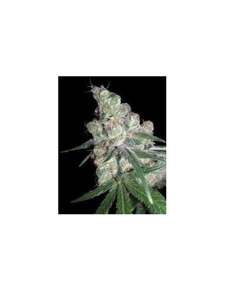 DNA GENETICS - Chocolope - 1