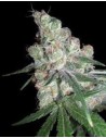 DNA GENETICS - Chocolope - 1