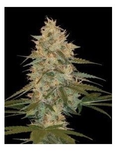 DNA GENETICS - Chocolope Kush - 1
