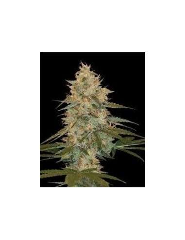 DNA GENETICS - Chocolope Kush - 1