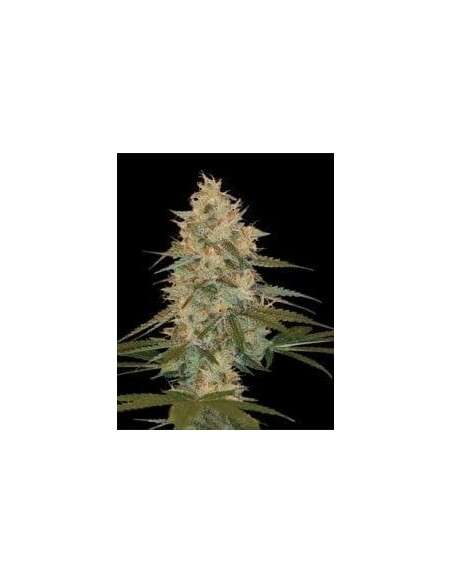 DNA GENETICS - Chocolope Kush - 1