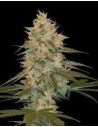 DNA GENETICS - Chocolope Kush - 1