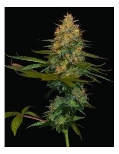DNA GENETICS - Exodus Kush - 1