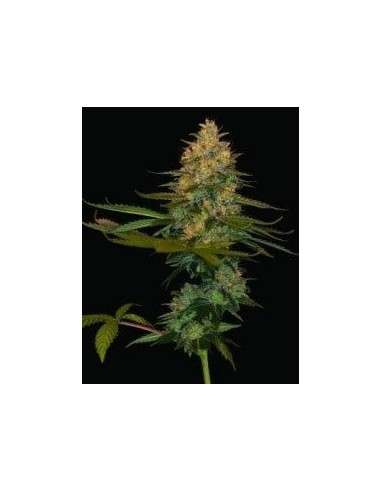 DNA GENETICS - Exodus Kush - 1