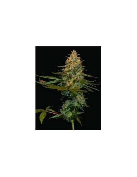 DNA GENETICS - Exodus Kush - 1