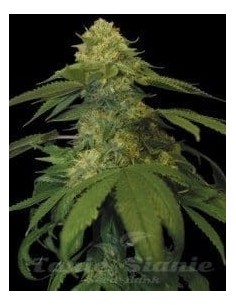 DNA GENETICS - Holy Grail Kush - 1