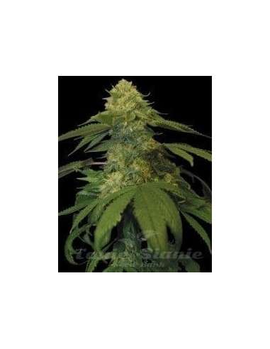 DNA GENETICS - Holy Grail Kush - 1