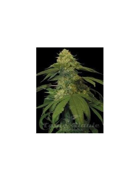 DNA GENETICS - Holy Grail Kush - 1