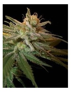 DNA GENETICS - Kushberry - 1