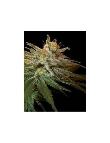 DNA GENETICS - Kushberry - 1