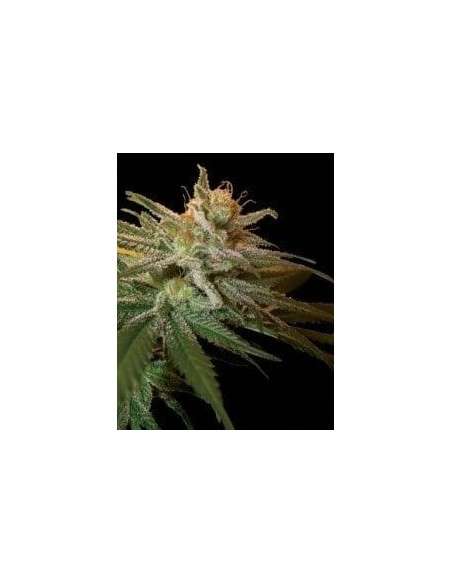 DNA GENETICS - Kushberry - 1