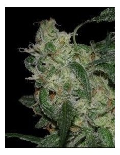DNA GENETICS - LA Cannalope - 1