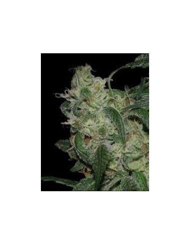 DNA GENETICS - LA Cannalope - 1