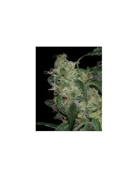 DNA GENETICS - LA Cannalope - 1