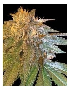 DNA GENETICS - LA Confidential - 1