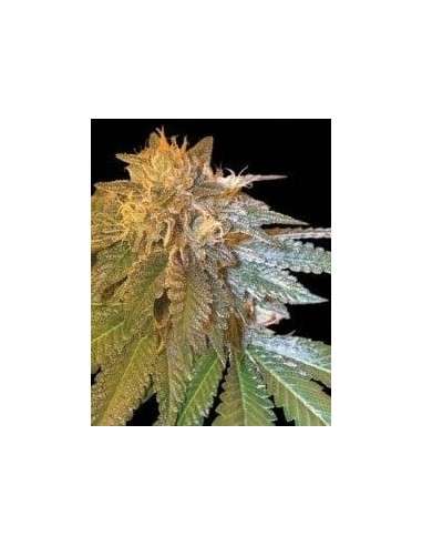 DNA GENETICS - LA Confidential - 1