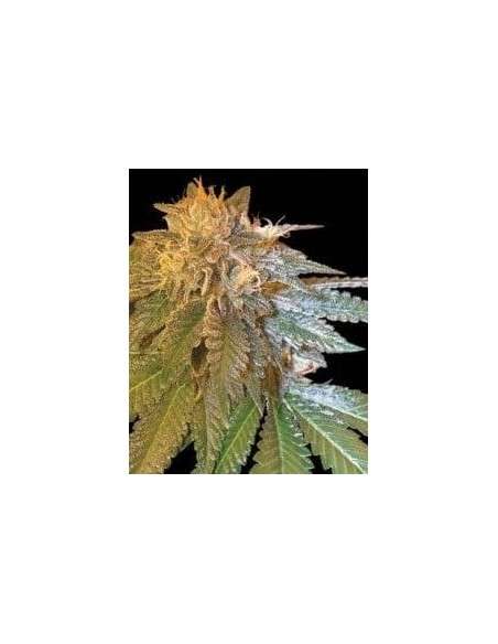 DNA GENETICS - LA Confidential - 1
