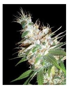 DNA GENETICS - LA Woman - 1